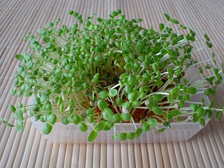 DSC00440.jpg