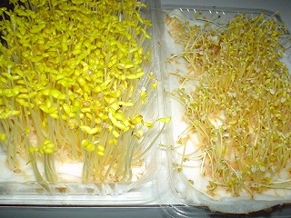 DSC00490.jpg