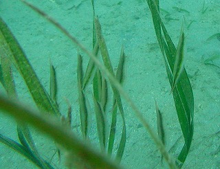 061004hekoayu.jpg