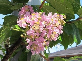 IMG_7394.jpg